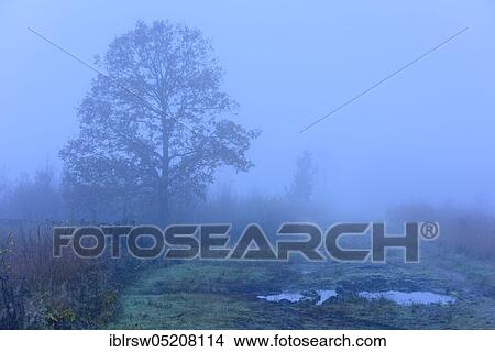 Moor, Goldenstedter Moor, Lower Saxony, Germany, Europe View Large Photo Image Picture - Moor, Goldenstedter Moor, Lower Saxony, Germany, Europe. Fotosearch