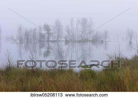 Moor, Goldenstedter Moor, Lower Saxony, Germany, Europe View Large Photo Image Stock Image - Moor, Goldenstedter Moor, Lower Saxony, Germany, Europe. Fotosearch