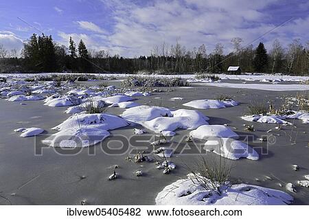 Stock Image - Moor lake, cattail (Typha), winter, Pfrunger-Burgweiler Ried, Baden-Württemberg, Germany, Europe. Fotosearch
