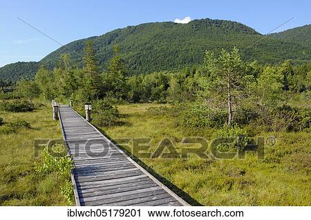Moor landscape, footbridge of the moor nature trail, morning, July, NSG Kendlmühlfilzn, Grassau, Chiemgau, Bavaria, Germany, Europe View Large Photo Image Stock Image - Moor landscape, footbridge of the moor nature trail, morning, July, NSG Kendlmühlfilzn, Grassau, Chiemgau, Bavaria, Germany, Europe. Fotosearch