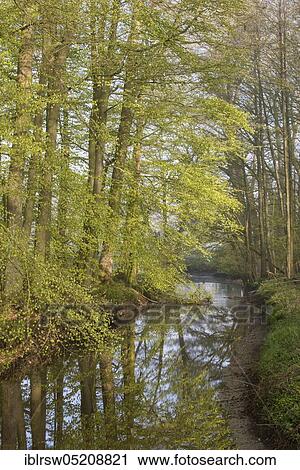 Stock Image - Moorbach, beech forest, Füchteler Wald, County of Vechta, Oldenburger Münsterland, Lower Saxony, Germany, Europe. Fotosearch