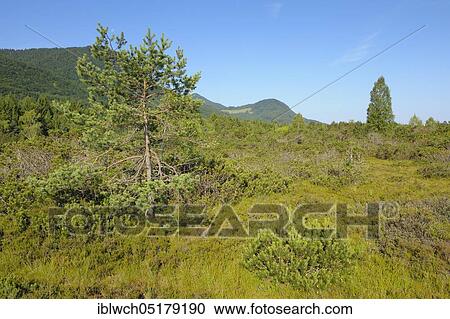 Moorland, morning, July, NSG Kendlmühlfilzn, Grassau, Chiemgau, Bavaria, Germany, Europe View Large Photo Image Stock Image - Moorland, morning, July, NSG Kendlmühlfilzn, Grassau, Chiemgau, Bavaria, Germany, Europe. Fotosearch