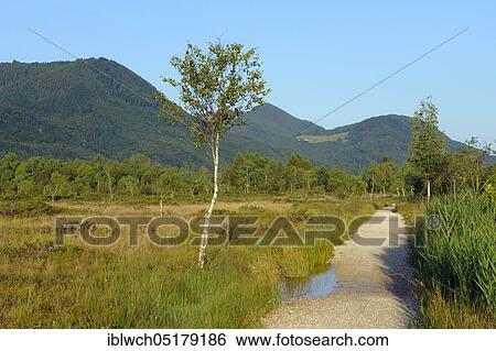 Moorland with birch, morning, July, NSG Kendlmühlfilzn, Grassau, Chiemgau, Bavaria, Germany, Europe View Large Photo Image Stock Photograph - Moorland with birch, morning, July, NSG Kendlmühlfilzn, Grassau, Chiemgau, Bavaria, Germany, Europe. Fotosearch
