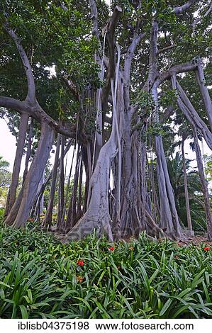 Moreton Bay fig (Ficus macrophylla) or Australian banyan, origin Australia, Jardín de Aclimatión de La Orotava Botanical Garden, Puerto de la Cruz, Tenerife, Spain, Europe View Large Photo Image Stock Photo - Moreton Bay fig (Ficus macrophylla) or Australian banyan, origin Australia, Jardín de Aclimatión de La Orotava Botanical Garden, Puerto de la Cruz, Tenerife, Spain, Europe. Fotosearch