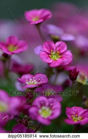 MossSaxifraga × arendsii ( Saxifraga arendsii) View Large Photo Image Picture - MossSaxifraga × arendsii ( Saxifraga arendsii). Fotosearch