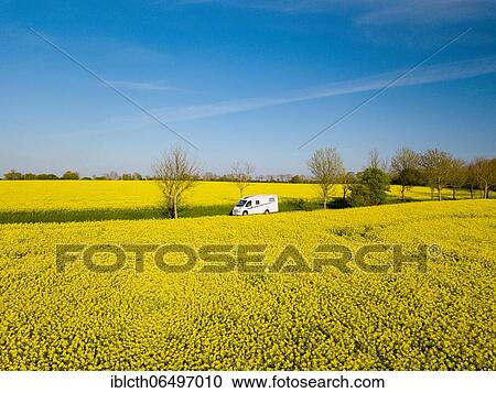 Motorhome driving on country road through blooming rape field, Fehmarn, Schleswig-Holstein, Germany, Europe View Large Photo Image Stock Image - Motorhome driving on country road through blooming rape field, Fehmarn, Schleswig-Holstein, Germany, Europe. Fotosearch