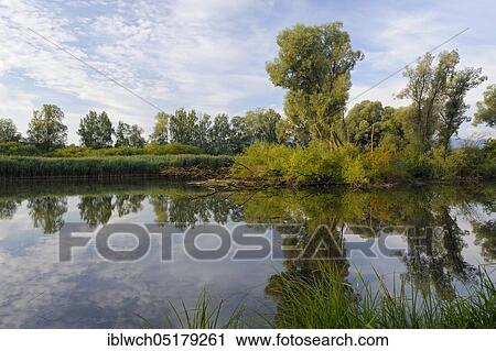 Mouth of the Prien into the Chiemsee, morning, July, Prien, Chiemgau, Bavaria, Germany, Europe View Large Photo Image Stock Image - Mouth of the Prien into the Chiemsee, morning, July, Prien, Chiemgau, Bavaria, Germany, Europe. Fotosearch