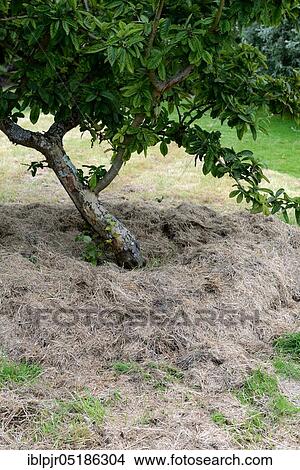 Picture - Mulching, grass cuttings under fruit trees, soil fertility. Fotosearch