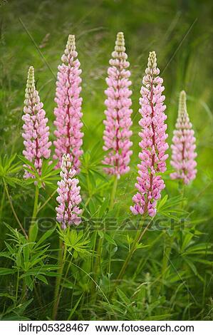 Stock Photo - Multileaved lupin, Lupinus polyphyllus, Switzerland, Europe. Fotosearch