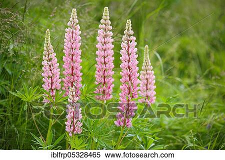 Multileaved lupin, Lupinus polyphyllus, Switzerland, Europe View Large Photo Image Stock Photography - Multileaved lupin, Lupinus polyphyllus, Switzerland, Europe. Fotosearch