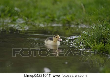 Muscovy duck, duckling (Cairina moschata forma domestica) View Large Photo Image Stock Photo - Muscovy duck, duckling (Cairina moschata forma domestica). Fotosearch