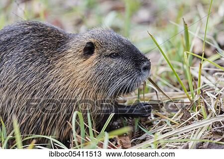 Muskrat (Ondatra zibethicus), Wolfsburg, Lower Saxony, eating, Germany, Europe View Large Photo Image Stock Image - Muskrat (Ondatra zibethicus), Wolfsburg, Lower Saxony, eating, Germany, Europe. Fotosearch