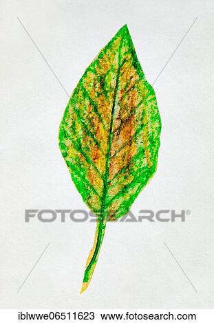Naive illustration, children's drawing, colorful autumnal leaf, Austria, Europe View Large Photo Image Stock Image - Naive illustration, children's drawing, colorful autumnal leaf, Austria, Europe. Fotosearch
