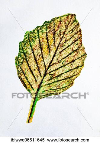 Naive illustration, children's drawing, autumnally discoloured lime leaf, Austria, Europe View Large Photo Image Stock Photography - Naive illustration, children's drawing, autumnally discoloured lime leaf, Austria, Europe. Fotosearch