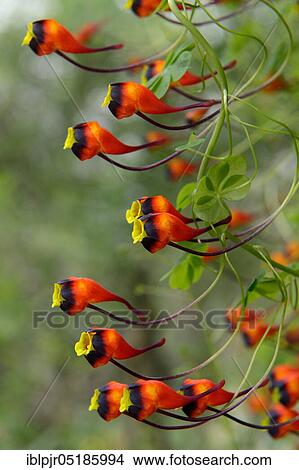 Nasturtium ( Tropaeolum) tricolor View Large Photo Image Picture - Nasturtium ( Tropaeolum) tricolor. Fotosearch