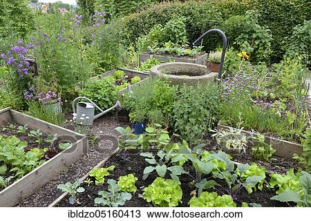 Nature garden and frame beds, organic garden, salad, kohlrabi View Large Photo Image Stock Image - Nature garden and frame beds, organic garden, salad, kohlrabi. Fotosearch