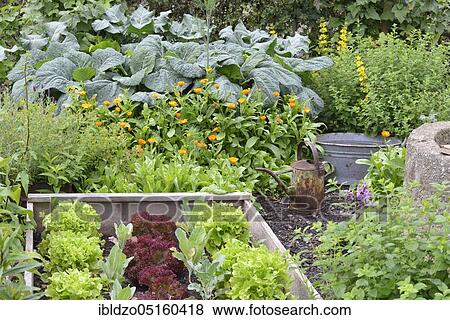 Nature garden and frame beds, organic garden, lettuce, kohlrabi, savoy cabbage, marigolds View Large Photo Image Stock Photo - Nature garden and frame beds, organic garden, lettuce, kohlrabi, savoy cabbage, marigolds. Fotosearch