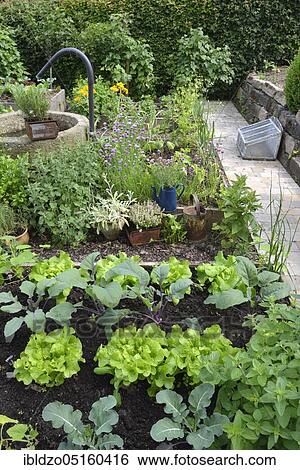 Stock Photograph - Nature garden and frame beds, organic garden, salad, kohlrabi. Fotosearch