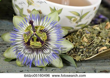 Nervous (Passiflora incarnata) and calming tea, lemon balm leaves (Lemon balm officinalis) lemon balm, passion flower, St. John's wort, hops (Humulus lupulus), hop cones, lavender flowers, orange blossom (Citrus sinensis) (Hype rforatum), la View Large Photo Image Stock Photograph - Nervous (Passiflora incarnata) and calming tea, lemon balm leaves (Lemon balm officinalis) lemon balm, passion flower, St. John's wort, hops (Humulus lupulus), hop cones, lavender flowers, orange blossom (Citrus sinensis) (Hype rforatum), la. Fotosearch