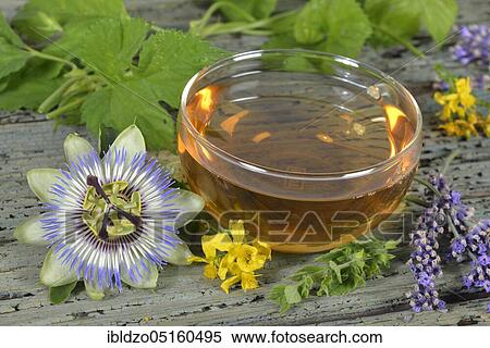 Nervous (Passiflora incarnata) and calming tea, lemon balm leaves (Lemon balm officinalis) lemon balm, passion flower, St. John's wort, hops (Humulus lupulus), hop cones, lavender flowers, orange blossom (Citrus sinensis) (Hype rforatum), la View Large Photo Image Stock Photography - Nervous (Passiflora incarnata) and calming tea, lemon balm leaves (Lemon balm officinalis) lemon balm, passion flower, St. John's wort, hops (Humulus lupulus), hop cones, lavender flowers, orange blossom (Citrus sinensis) (Hype rforatum), la. Fotosearch