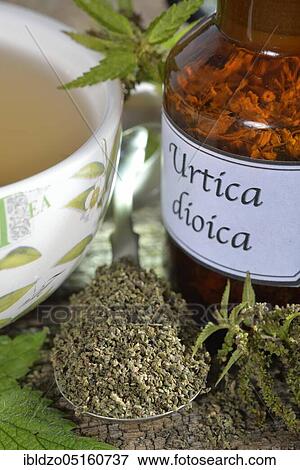 Nettle seeds and tea (Urtica dioica) View Large Photo Image Stock Photo - Nettle seeds and tea (Urtica dioica). Fotosearch