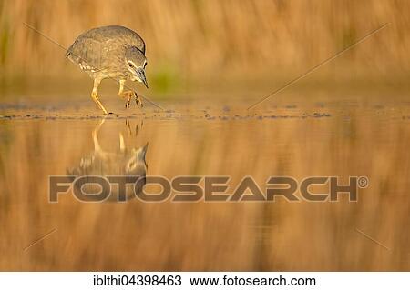 Stock Image - Night Heron (Nycticorax nycticorax) in the water, young bird, Kiskunság National Park, Hungary, Europe. Fotosearch