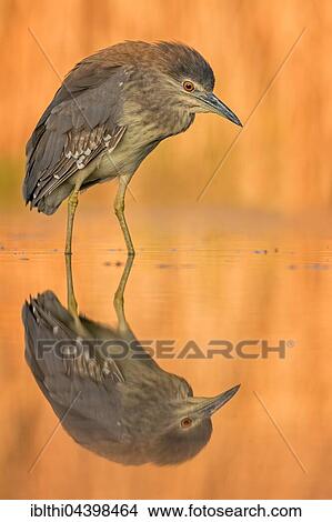 Night Heron (Nycticorax nycticorax), young bird standing in the water, evening light, Kiskunság National Park, Hungary, Europe View Large Photo Image Picture - Night Heron (Nycticorax nycticorax), young bird standing in the water, evening light, Kiskunság National Park, Hungary, Europe. Fotosearch
