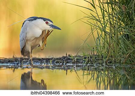 Night Heron (Nycticorax nycticorax), adult cleaning itself, Kiskunság National Park, Hungary, Europe View Large Photo Image Stock Photograph - Night Heron (Nycticorax nycticorax), adult cleaning itself, Kiskunság National Park, Hungary, Europe. Fotosearch