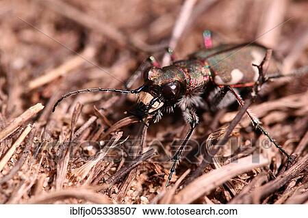 Northern dune tiger beetle (Cicindela hybrida) North Rhine-Westphalia, Germany, Europe View Large Photo Image Stock Photo - Northern dune tiger beetle (Cicindela hybrida) North Rhine-Westphalia, Germany, Europe. Fotosearch