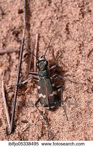 Northern dune tiger beetle (Cicindela hybrida) North Rhine-Westphalia, Germany, Europe View Large Photo Image Stock Photography - Northern dune tiger beetle (Cicindela hybrida) North Rhine-Westphalia, Germany, Europe. Fotosearch