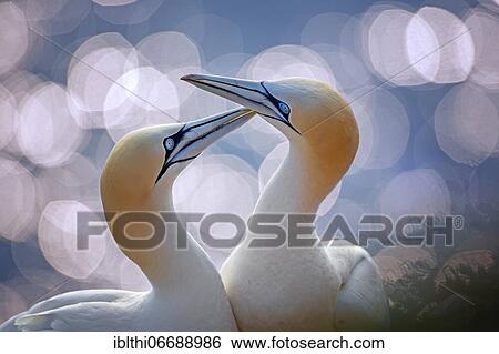 Northern gannet (Morus bassanus) pair in sunset, Heligoland, Germany, Europe View Large Photo Image Stock Photograph - Northern gannet (Morus bassanus) pair in sunset, Heligoland, Germany, Europe. Fotosearch