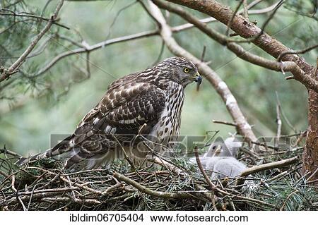 Northern goshawk (Accipiter gentilis), juvenile, female goshawk at the eyrie with young birds, typical drop shape of the plumage of the young female, North Rhine-Westphalia, Germany, Europe View Large Photo Image Picture - Northern goshawk (Accipiter gentilis), juvenile, female goshawk at the eyrie with young birds, typical drop shape of the plumage of the young female, North Rhine-Westphalia, Germany, Europe. Fotosearch