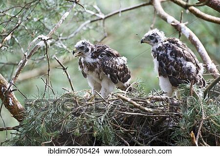 Northern goshawk (Accipiter gentilis), young birds in eyrie, transition from dark plumage to feathers, North Rhine-Westphalia, Germany, Europe View Large Photo Image Picture - Northern goshawk (Accipiter gentilis), young birds in eyrie, transition from dark plumage to feathers, North Rhine-Westphalia, Germany, Europe. Fotosearch