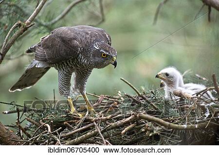 Northern goshawk (Accipiter gentilis), adult, male goshawk at the eyrie with young birds, the male also called Sprinz has the typical cross banding of the plumage of an adult bird, North Rhine-Westphalia, Germany, Europe View Large Photo Image Stock Image - Northern goshawk (Accipiter gentilis), adult, male goshawk at the eyrie with young birds, the male also called Sprinz has the typical cross banding of the plumage of an adult bird, North Rhine-Westphalia, Germany, Europe. Fotosearch