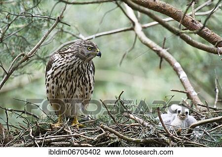 Northern goshawk (Accipiter gentilis), juvenile, female goshawk at the eyrie with young birds, typical drop shape of the plumage of the young female, North Rhine-Westphalia, Germany, Europe View Large Photo Image Stock Image - Northern goshawk (Accipiter gentilis), juvenile, female goshawk at the eyrie with young birds, typical drop shape of the plumage of the young female, North Rhine-Westphalia, Germany, Europe. Fotosearch