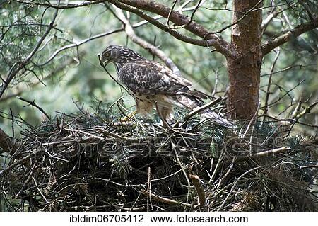 Northern goshawk (Accipiter gentilis), juvenile, female goshawk carries in twig to repair the eyrie, typical drop shape of the plumage of the young female, North Rhine-Westphalia, Germany, Europe View Large Photo Image Stock Image - Northern goshawk (Accipiter gentilis), juvenile, female goshawk carries in twig to repair the eyrie, typical drop shape of the plumage of the young female, North Rhine-Westphalia, Germany, Europe. Fotosearch