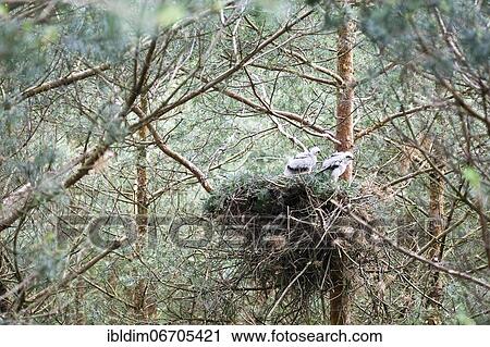 Stock Image - Northern goshawk (Accipiter gentilis), eyrie with young in a young pine stand, unusually normal height in old trees, North Rhine-Westphalia, Germany, Europe. Fotosearch