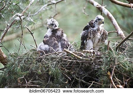 Northern goshawk (Accipiter gentilis), young birds in eyrie, transition from dark plumage to feathers, North Rhine-Westphalia, Germany, Europe View Large Photo Image Stock Image - Northern goshawk (Accipiter gentilis), young birds in eyrie, transition from dark plumage to feathers, North Rhine-Westphalia, Germany, Europe. Fotosearch