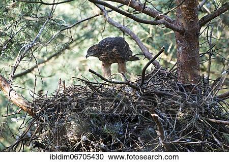 Northern goshawk (Accipiter gentilis), young bird in eyrie, transition to adult stage, North Rhine-Westphalia, Germany, Europe View Large Photo Image Stock Image - Northern goshawk (Accipiter gentilis), young bird in eyrie, transition to adult stage, North Rhine-Westphalia, Germany, Europe. Fotosearch