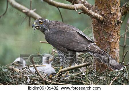 Northern goshawk (Accipiter gentilis), adult, male goshawk at the eyrie with young birds, the male also called Sprinz has the typical cross banding of the plumage of an adult bird, North Rhine-Westphalia, Germany, Europe View Large Photo Image Stock Image - Northern goshawk (Accipiter gentilis), adult, male goshawk at the eyrie with young birds, the male also called Sprinz has the typical cross banding of the plumage of an adult bird, North Rhine-Westphalia, Germany, Europe. Fotosearch