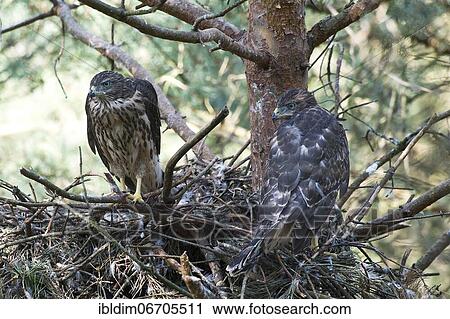 Northern goshawk (Accipiter gentilis), young birds in the branch stage, North Rhine-Westphalia, Germany, Europe View Large Photo Image Stock Image - Northern goshawk (Accipiter gentilis), young birds in the branch stage, North Rhine-Westphalia, Germany, Europe. Fotosearch