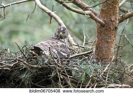 Northern goshawk (Accipiter gentilis), juvenile, female goshawk at eyrie, young birds warming, North Rhine-Westphalia, Germany, Europe View Large Photo Image Stock Photo - Northern goshawk (Accipiter gentilis), juvenile, female goshawk at eyrie, young birds warming, North Rhine-Westphalia, Germany, Europe. Fotosearch