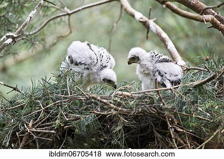 Northern goshawk (Accipiter gentilis), young birds in eyrie, transition from dark plumage to feathers, North Rhine-Westphalia, Germany, Europe View Large Photo Image Stock Photo - Northern goshawk (Accipiter gentilis), young birds in eyrie, transition from dark plumage to feathers, North Rhine-Westphalia, Germany, Europe. Fotosearch