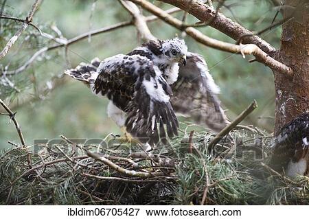 Northern goshawk (Accipiter gentilis), young birds in the eyrie, transition from dark plumage to feathers, first flight exercises, North Rhine-Westphalia, Germany, Europe View Large Photo Image Stock Photo - Northern goshawk (Accipiter gentilis), young birds in the eyrie, transition from dark plumage to feathers, first flight exercises, North Rhine-Westphalia, Germany, Europe. Fotosearch