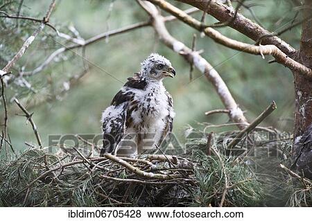 Northern goshawk (Accipiter gentilis), young bird in eyrie, transition from dark plumage to feathers, North Rhine-Westphalia, Germany, Europe View Large Photo Image Stock Photo - Northern goshawk (Accipiter gentilis), young bird in eyrie, transition from dark plumage to feathers, North Rhine-Westphalia, Germany, Europe. Fotosearch