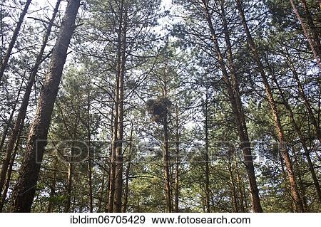Northern goshawk (Accipiter gentilis), eyrie in a young pine stand, unusually normal height in old trees, North Rhine-Westphalia, Germany, Europe View Large Photo Image Stock Photo - Northern goshawk (Accipiter gentilis), eyrie in a young pine stand, unusually normal height in old trees, North Rhine-Westphalia, Germany, Europe. Fotosearch