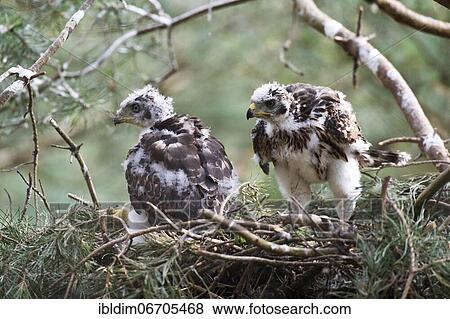 Northern goshawk (Accipiter gentilis), young birds in eyrie, transition from dark plumage to feathers, North Rhine-Westphalia, Germany, Europe View Large Photo Image Stock Photo - Northern goshawk (Accipiter gentilis), young birds in eyrie, transition from dark plumage to feathers, North Rhine-Westphalia, Germany, Europe. Fotosearch
