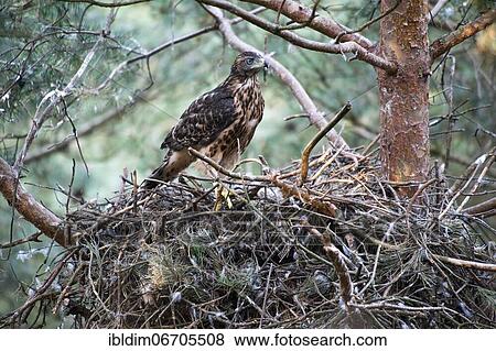 Northern goshawk (Accipiter gentilis), young bird in the branching stage, North Rhine-Westphalia, Germany, Europe View Large Photo Image Stock Photo - Northern goshawk (Accipiter gentilis), young bird in the branching stage, North Rhine-Westphalia, Germany, Europe. Fotosearch