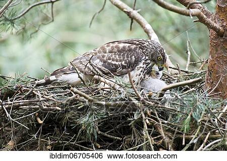 Stock Photograph - Northern goshawk (Accipiter gentilis), juvenile, female goshawk at eyrie, young birds warming, typical drop shape of young female's plumage, North Rhine-Westphalia, Germany, Europe. Fotosearch