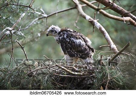Northern goshawk (Accipiter gentilis), young bird in eyrie, transition from dark plumage to feathers, North Rhine-Westphalia, Germany, Europe View Large Photo Image Stock Photograph - Northern goshawk (Accipiter gentilis), young bird in eyrie, transition from dark plumage to feathers, North Rhine-Westphalia, Germany, Europe. Fotosearch